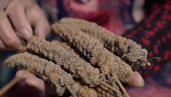 |一粒小米成就“米脂婆姨” 电商助力网红口粮