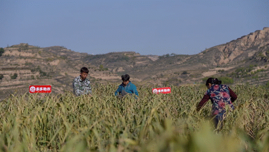 |一粒小米成就“米脂婆姨” 电商助力网红口粮