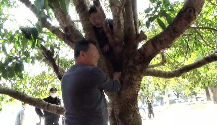 树杈|上海天气一热娃开始出动?男孩爬树结果不幸被卡