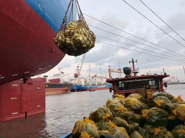 疫情防控|上海隔离点涉疫垃圾呈爆发式增长了?真相来了