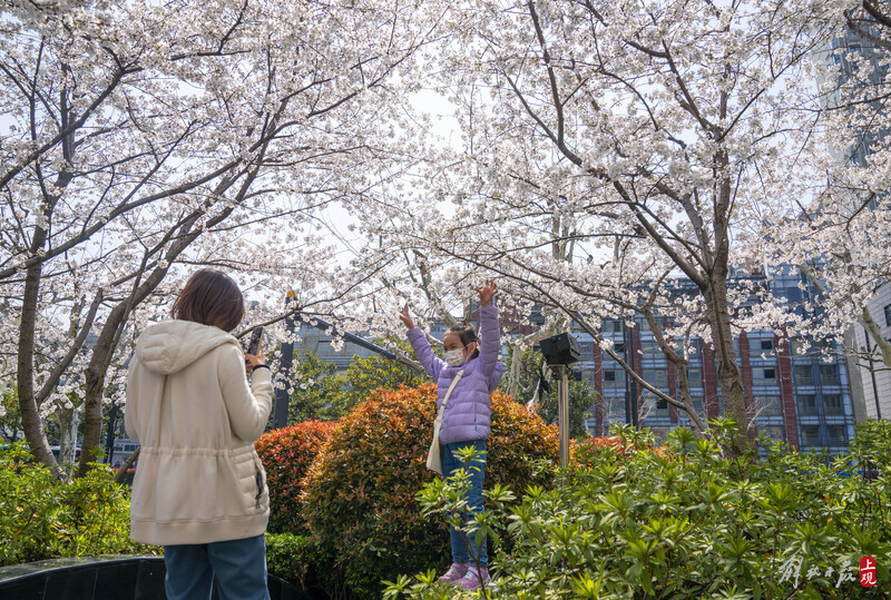 绽放|申城樱花绽放惹人醉…引一大波上海人花下自拍