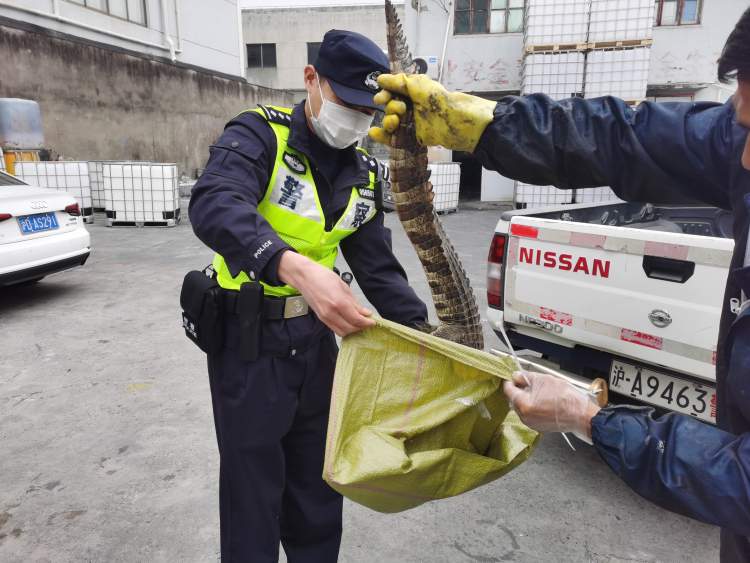 河道|上海郊区河道惊现鳄鱼!一米多长坐标奉贤
