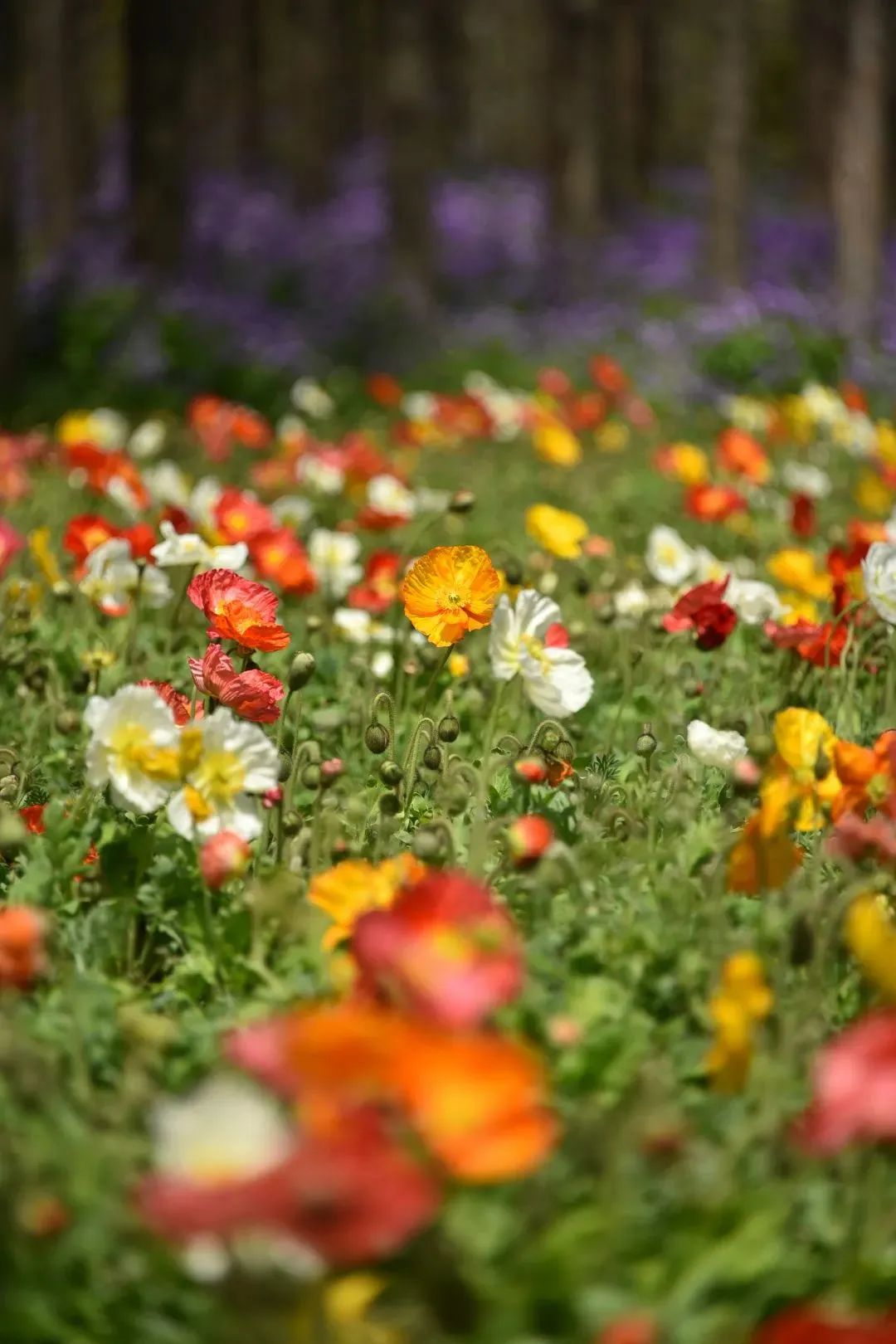 赏花|上海人注意!有片“花海”盛放了！一起云赏花