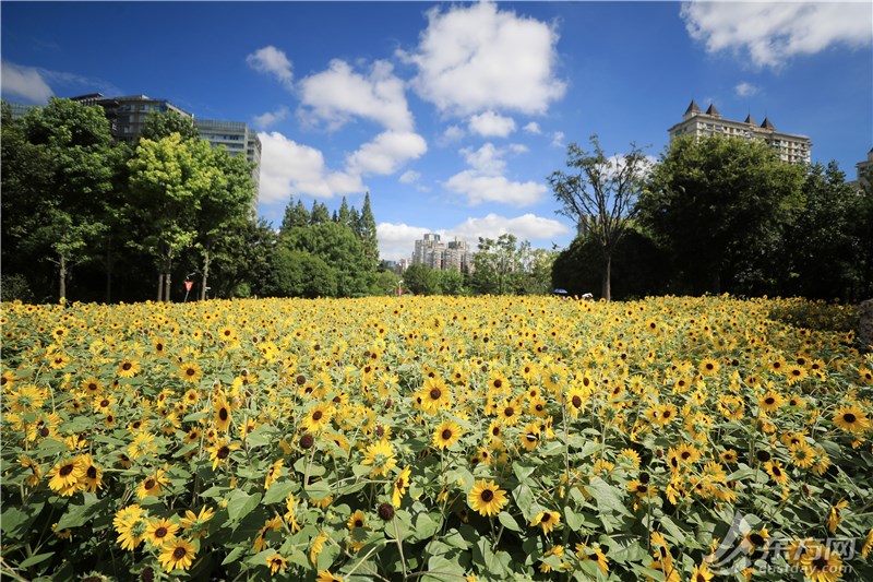 百子莲|太美啦!上海市中心1800平米向日葵花海来袭