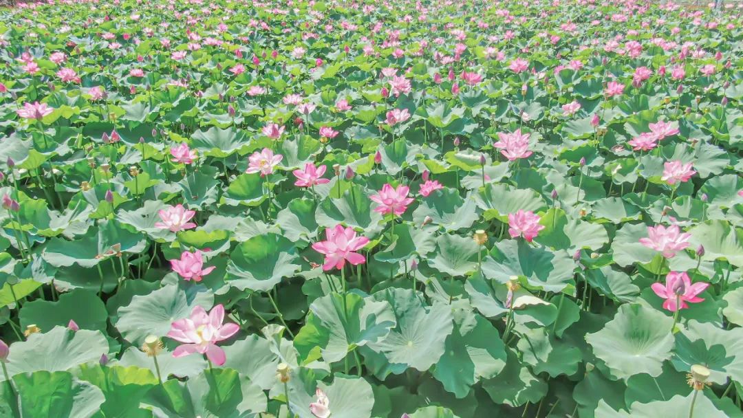 莲藕排骨汤|壮观！荷花盛放！上海竟然还有这么一个宝地！