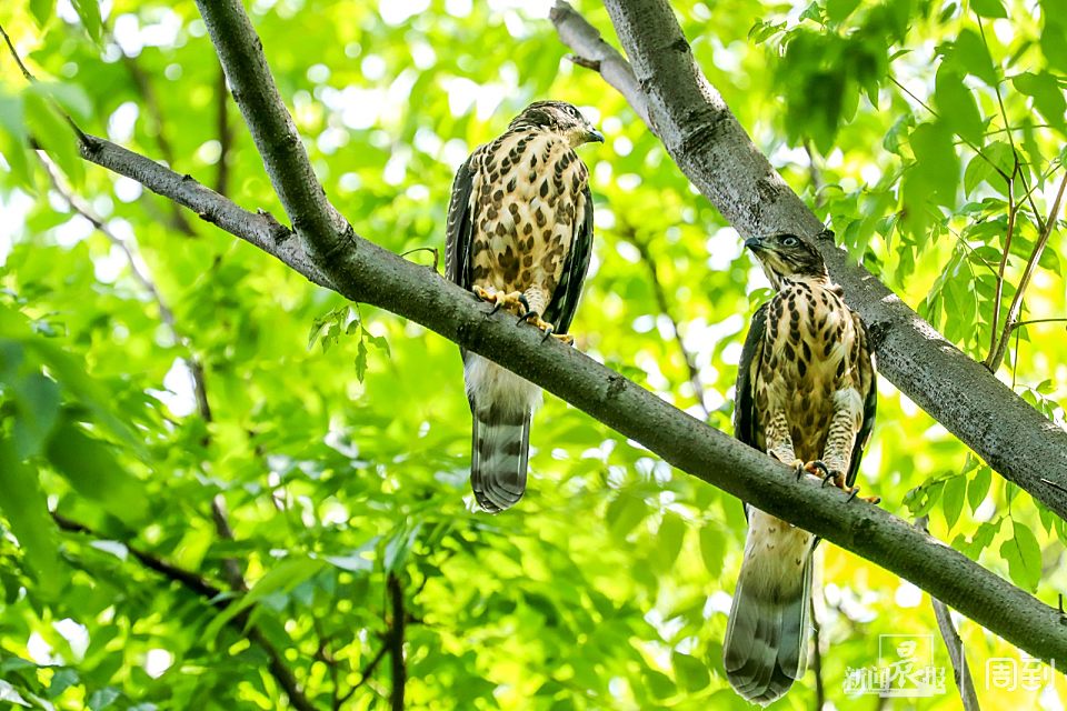 大宁|注意!大宁公园惊现两只小凤头鹰!威猛又亲昵