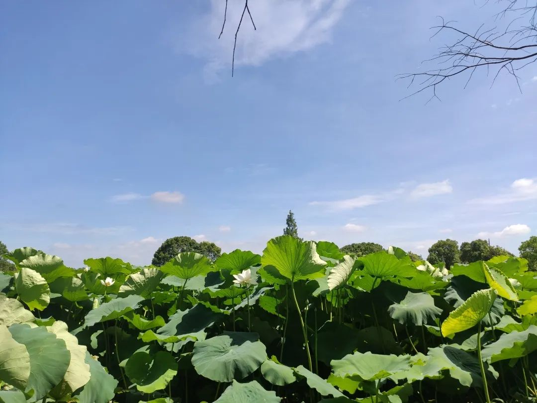 YYDS|上海人夏日里YYDS！足不出沪的赏荷好地方！