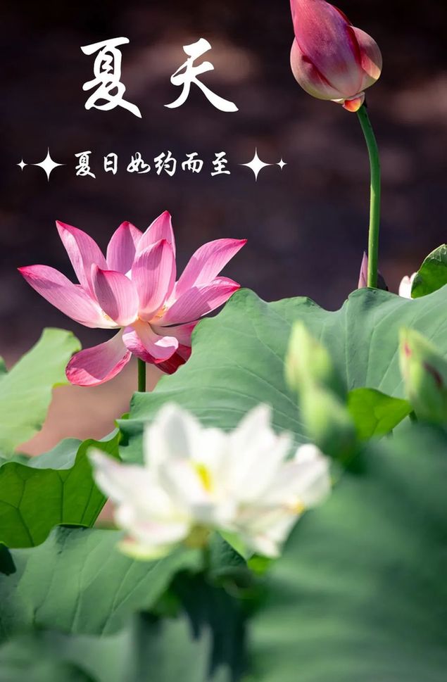 游客|上海人的夏天终于回归!这一池荷花实在太美!