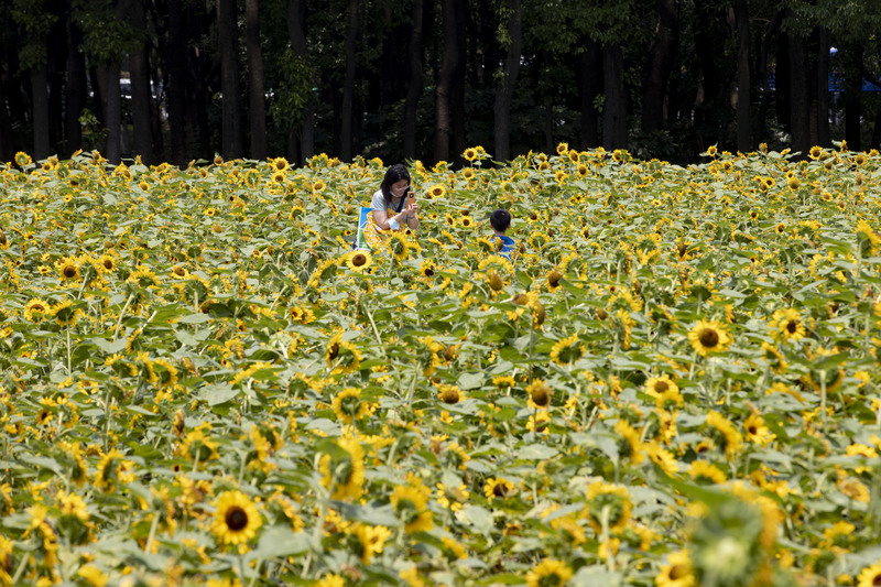 向日葵|注意!沪18000株向日葵花海花开正艳!上海人无惧烈日花中游!