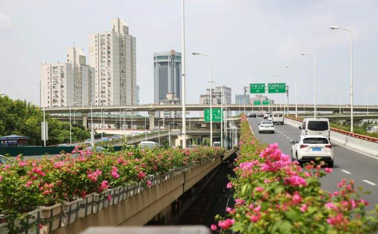 立交|太美了!两万余盆花绽放于上海高架你发现了吗
