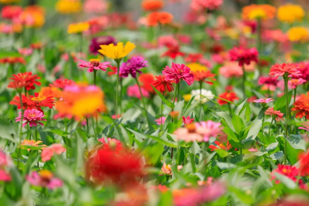 百日菊|上海上这些百日草花海盛放中!美图云赏→