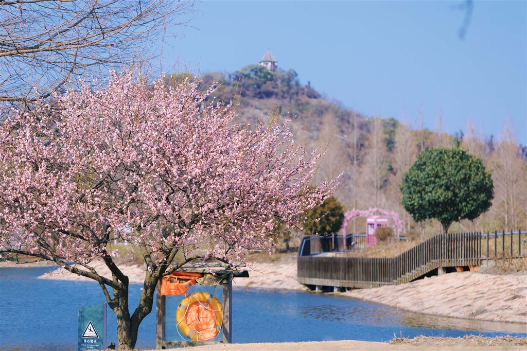 辰山植物园梅花正处佳境 最佳观赏期持续至3月初——上海热线