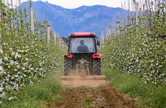 |85后海归痴迷“苹果梦”：种出比肩“苹果之王”的高端品牌