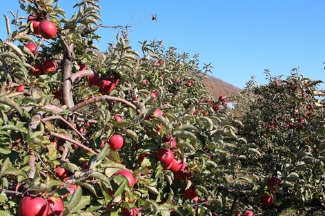 |在“一眼望三国”的珲春,这群“新农人”为孟岭苹果拼出新天地