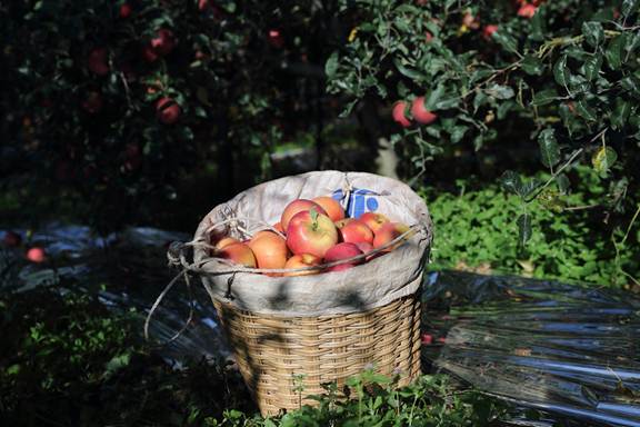 |我国消费者网购最注重什么？近半数消费者在意性价比