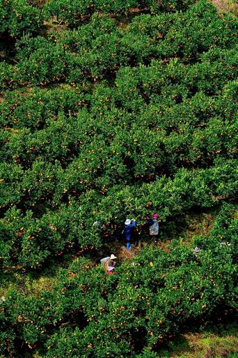 |从非主流小产区逆袭 新平冰糖橙除了褚橙还有哪些秘密