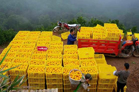 |从非主流小产区逆袭 新平冰糖橙除了褚橙还有哪些秘密