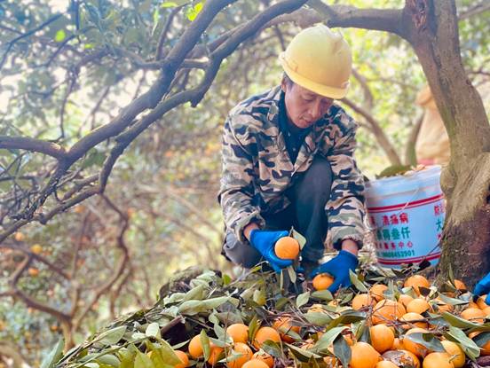 |“中国冰糖橙之乡”线上成长记:麻阳冰糖橙借电商IP出圈,产业弯道超车