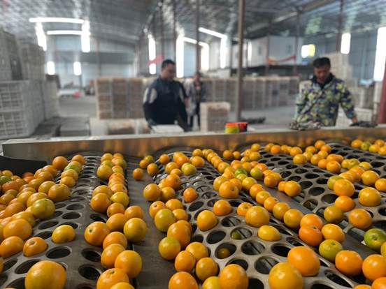 |“中国冰糖橙之乡”线上成长记:麻阳冰糖橙借电商IP出圈,产业弯道超车