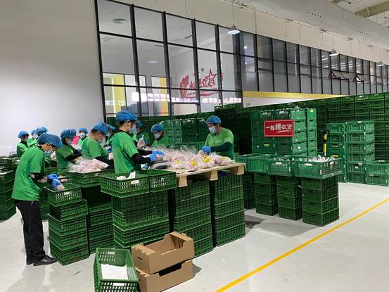 |拥有“户口本”的山东番茄:消费者想吃什么口味,我们就种什么口味