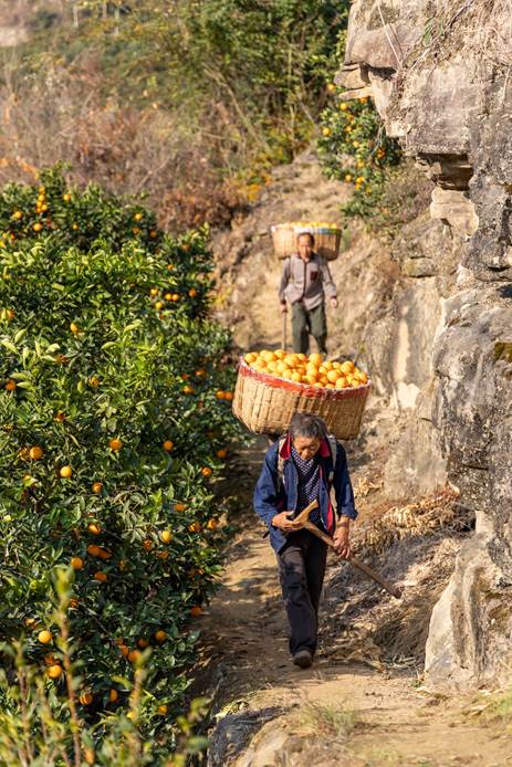 |果子精心呵护越长越水灵 流水线“看透”橙子重量糖度