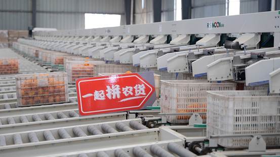 |果子精心呵护越长越水灵 流水线“看透”橙子重量糖度