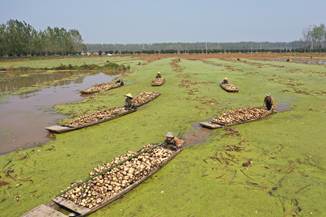 |洪湖水浪打浪,洪湖的莲藕吃了不想走