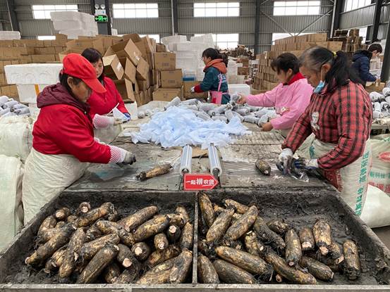 |洪湖水浪打浪,洪湖的莲藕吃了不想走