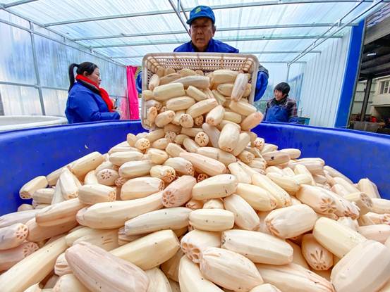 |洪湖水浪打浪，洪湖的莲藕吃了不想走