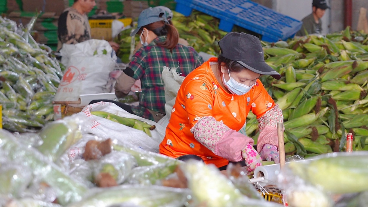 |横州年轻人返乡创业记：打工那么苦 不如回家卖“苞谷”