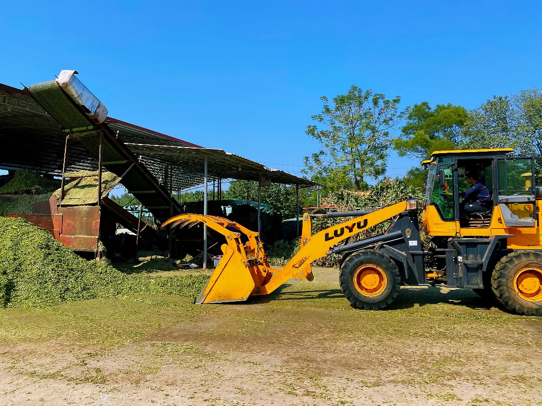 |横州年轻人返乡创业记:打工那么苦 不如回家卖“苞谷”