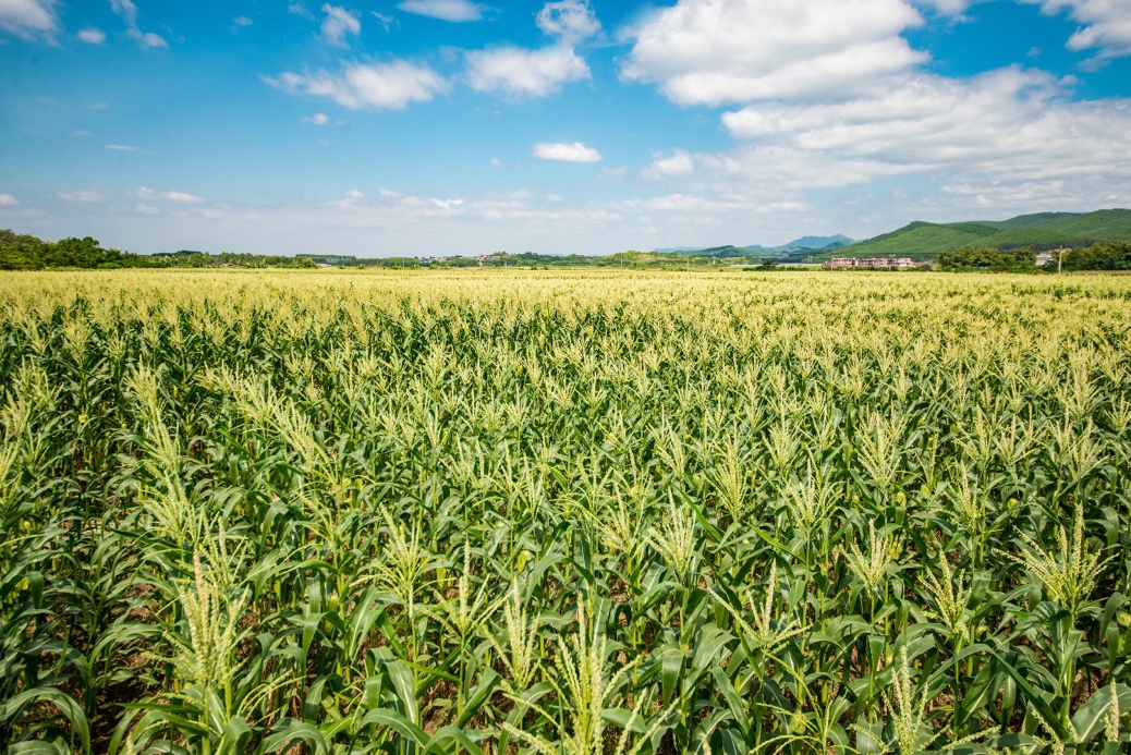 |横州年轻人返乡创业记:打工那么苦 不如回家卖“苞谷”