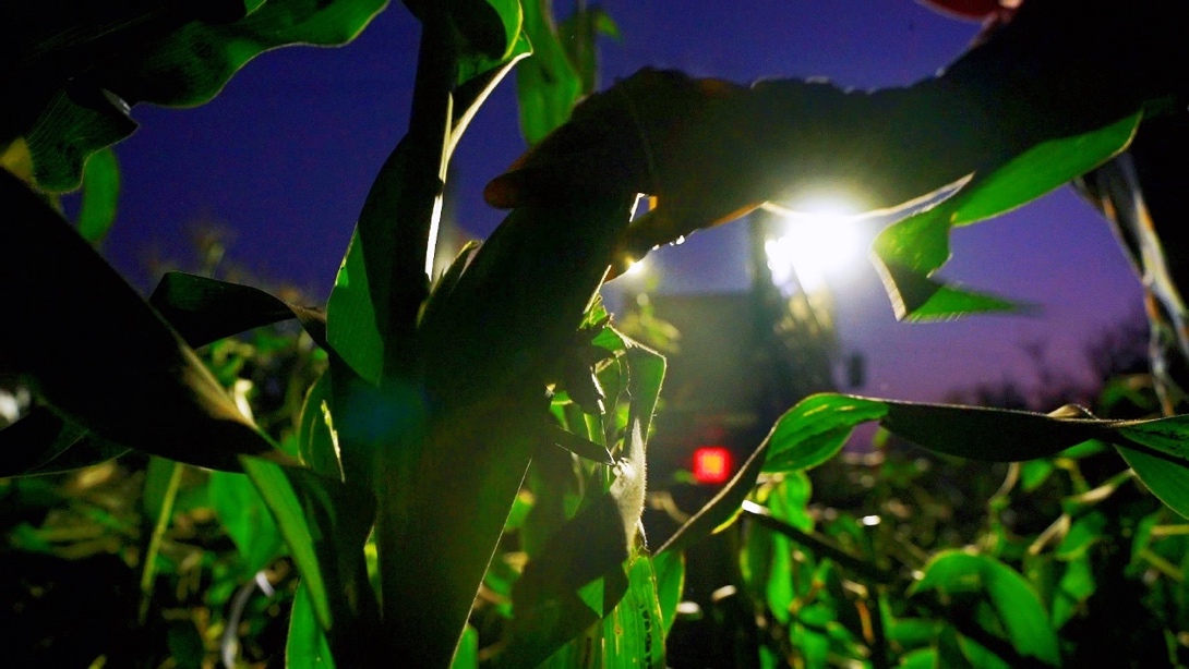 |横州年轻人返乡创业记:打工那么苦 不如回家卖“苞谷”