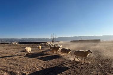 大盘涨幅|拼多多发布畅销年货榜 农货国货成春节消费“两驾马车”