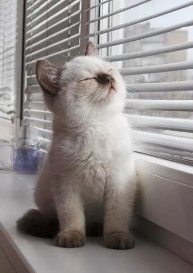 大风|上海人注意冷空气发货!周三起大风降温,天气过山车