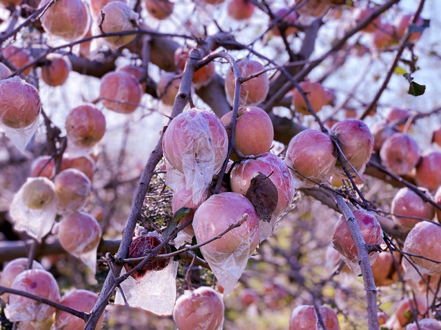苹果产业|运城苹果：拼多多10亿级优质农产带诞生记