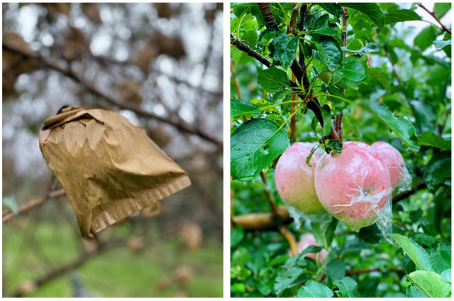 苹果产业|运城苹果：拼多多10亿级优质农产带诞生记