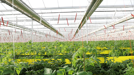 |服务8亿人的年货节，怎能少了寿光蔬菜？