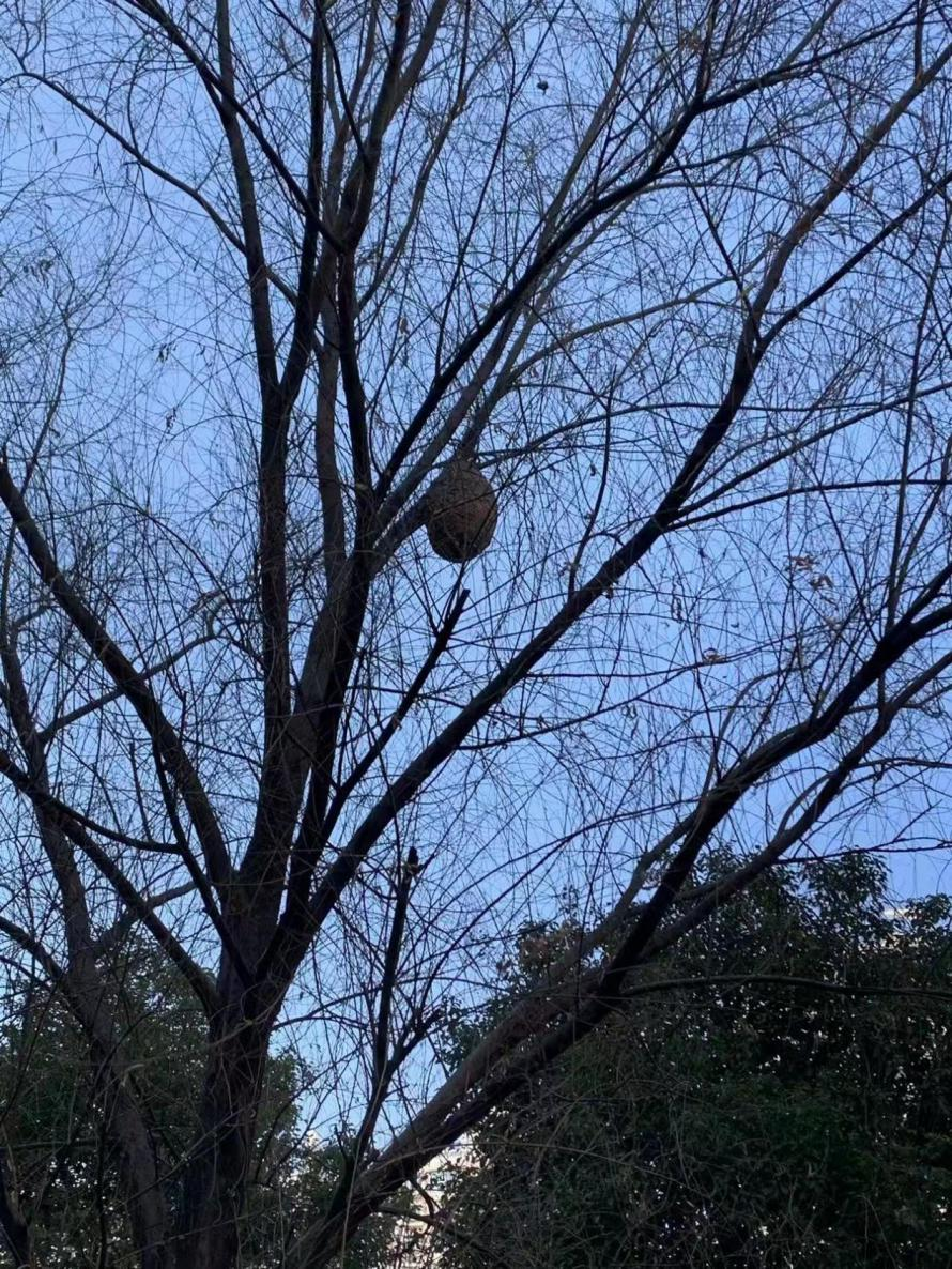 社区党建|上海人惊了！杨浦这个社区竟然捅了个马蜂窝？