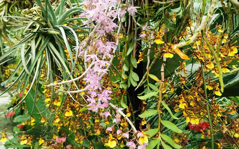 景观|上海植物园温室景观换“新装” 一起来云赏花