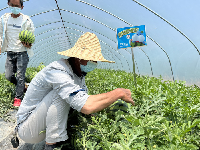 惠南镇|上海人心心念念的南汇8424西瓜熟了!取名加油瓜!