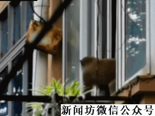 惊现|逛吃海喝！上海多地惊现猴哥，其实背后有隐情！更危险的是…