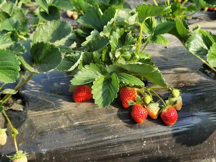 ok|上海人还是不敢出沪?郊区草莓采摘全地图来了!