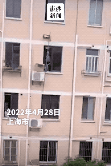 宠物领养|上海一对老夫妻举竹竿投喂“独居”猫咪!首个“动物方舱”来了!疫情下的毛孩子有救了