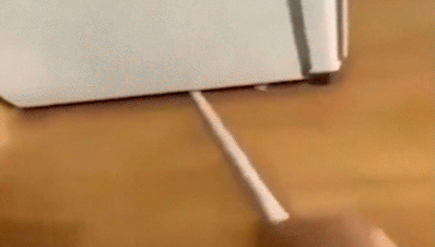 胶饵|没有打不死的小强，只有不合适的方法？快放下你准备踩蟑螂的脚