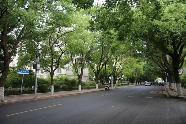 新成路|美翻天！上海嘉定这些道路变成了“园林”！快看看有你途经过的吗
