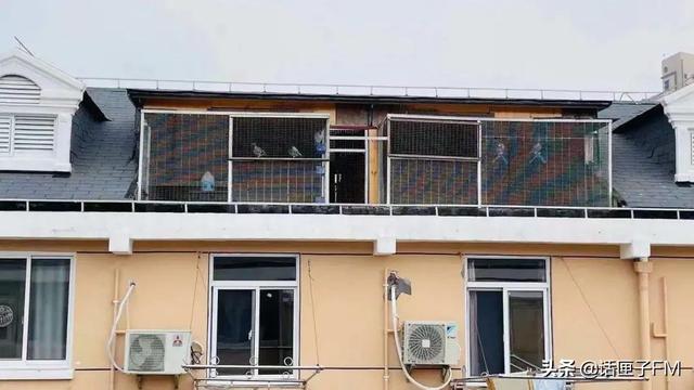 会员证|沉浸式鸽毛纷飞，360度鸽声缭绕！居民楼违建搭60平米鸽棚久久不拆，难道无解？