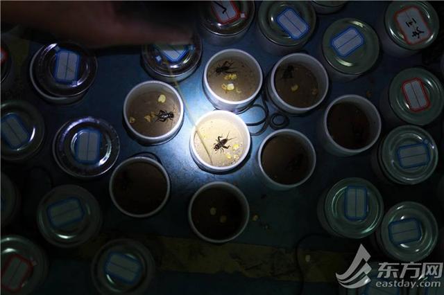 上海聚|上海蟋蟀市场最近老闹忙 甲骨文“秋”字原型就是它