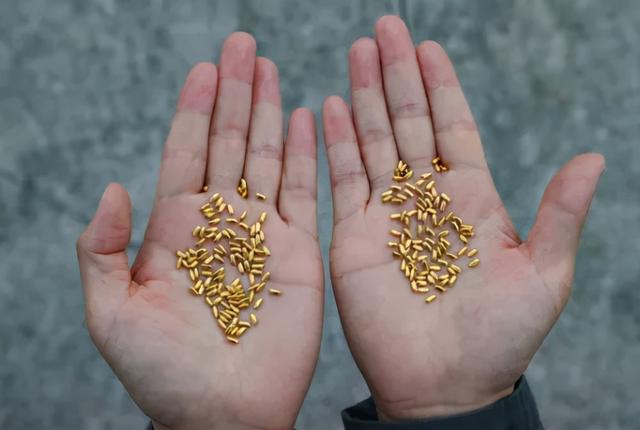 黄浦江|惊呆!500克黄金制成1000颗纯金大米,被艺术家扔进黄浦江?网友炸锅