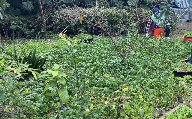 香颂|整治“私家菜园”，宝山这个社区让文明更进一步！